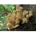 Мицелий Опенка осеннего / Опенок настоящий (Armillaria mellea) Мицелий Опенка осеннего / Опенок настоящий (Armillaria mellea)
